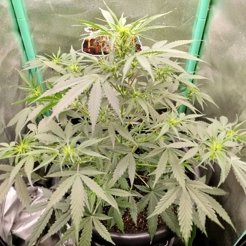 Tangie Auto monsterseeds growlog timeline photo