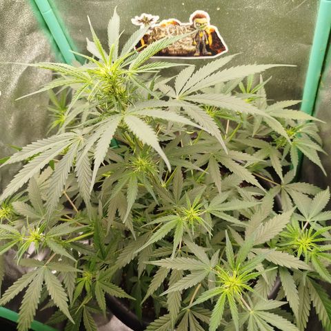 Tangie Auto monsterseeds growlog timeline photo
