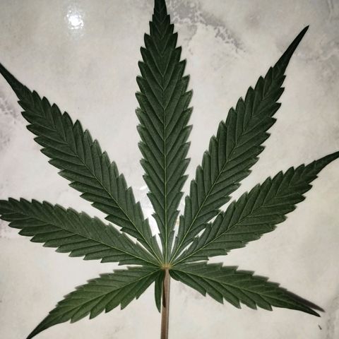 Tangie Auto monsterseeds growlog timeline photo