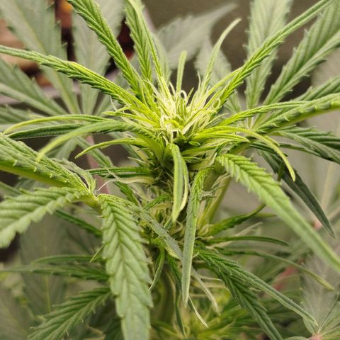 Tangie Auto monsterseeds growlog timeline photo
