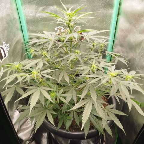 Tangie Auto monsterseeds growlog timeline photo