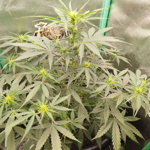 Tangie Auto monsterseeds growlog timeline photo