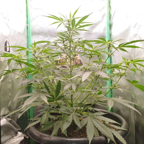Tangie Auto monsterseeds growlog timeline photo