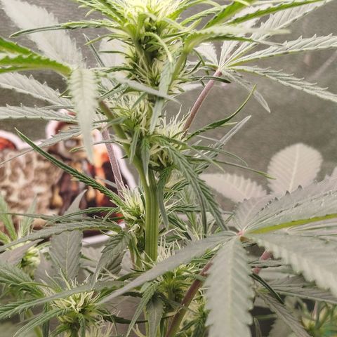 Tangie Auto monsterseeds growlog timeline photo