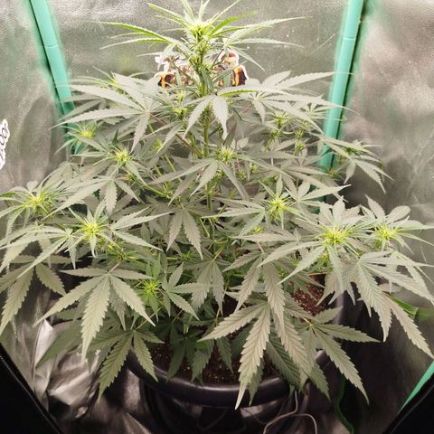 Tangie Auto monsterseeds growlog timeline photo