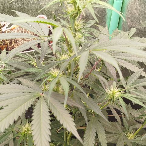 Tangie Auto monsterseeds growlog timeline photo