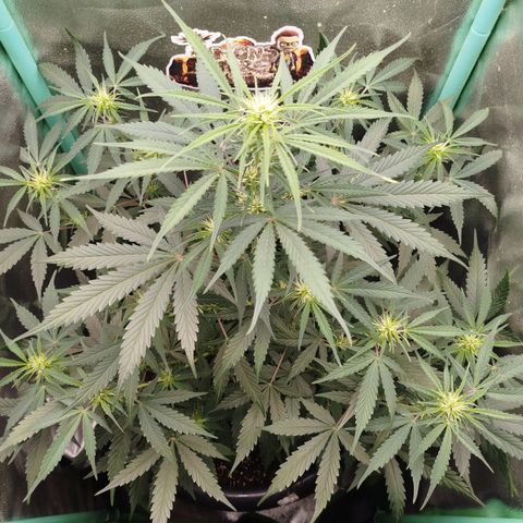 Tangie Auto monsterseeds growlog timeline photo