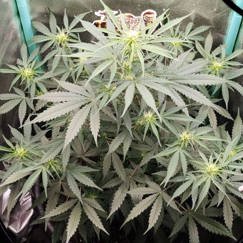 Tangie Auto monsterseeds growlog timeline photo