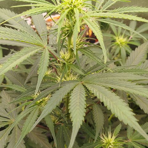 Tangie Auto monsterseeds growlog timeline photo