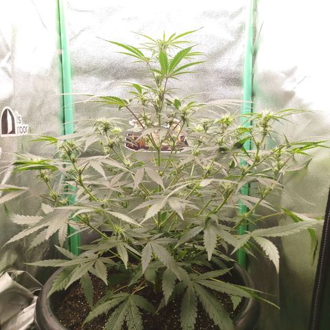 Tangie Auto monsterseeds growlog timeline photo