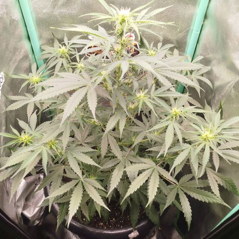 Tangie Auto monsterseeds growlog timeline photo
