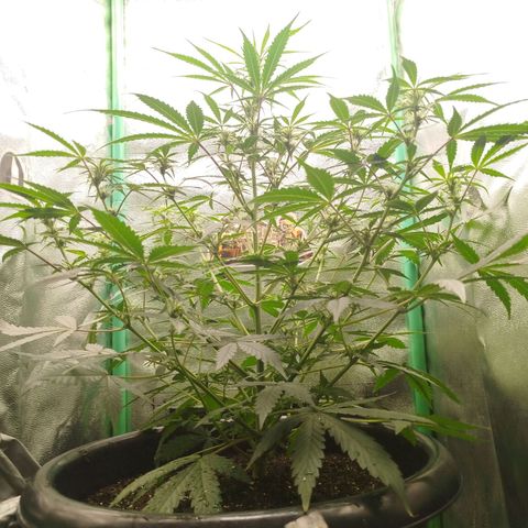 Tangie Auto monsterseeds growlog timeline photo