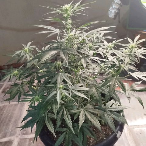 Tangie Auto monsterseeds growlog timeline photo