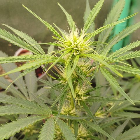 Tangie Auto monsterseeds growlog timeline photo