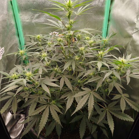 Tangie Auto monsterseeds growlog timeline photo