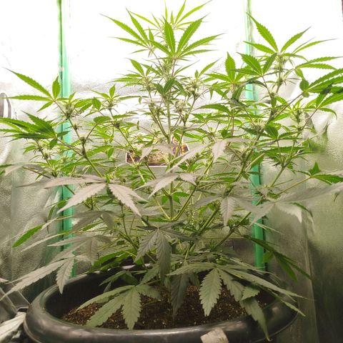 Tangie Auto monsterseeds growlog timeline photo