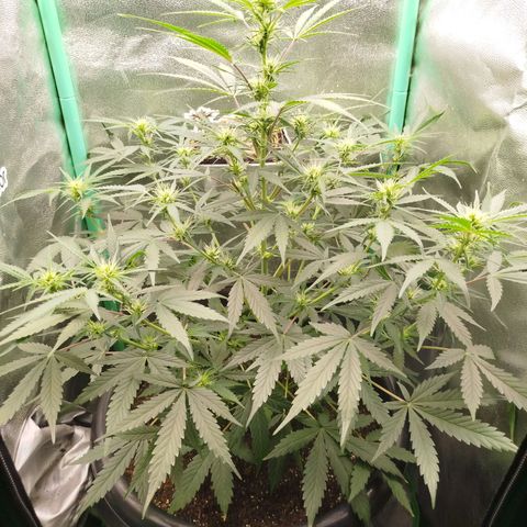 Tangie Auto monsterseeds growlog timeline photo