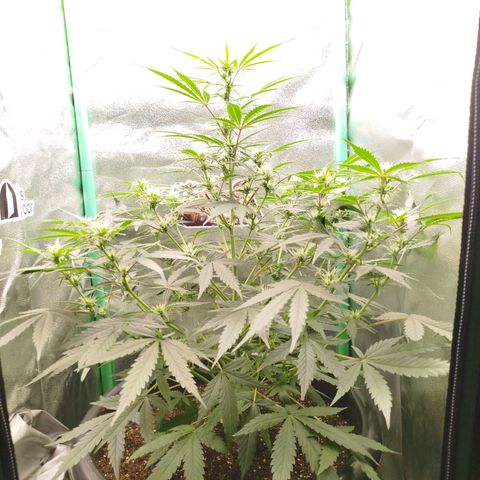 Tangie Auto monsterseeds growlog timeline photo