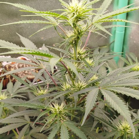 Tangie Auto monsterseeds growlog timeline photo