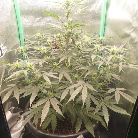 Tangie Auto monsterseeds growlog timeline photo