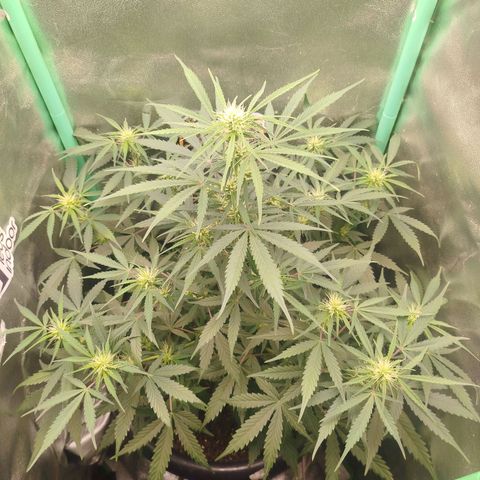 Tangie Auto monsterseeds growlog timeline photo
