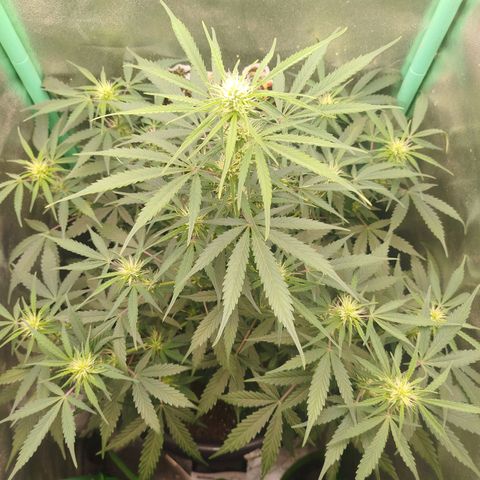 Tangie Auto monsterseeds growlog timeline photo