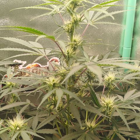 Tangie Auto monsterseeds growlog timeline photo