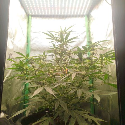 Tangie Auto monsterseeds growlog timeline photo