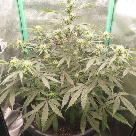 Tangie Auto monsterseeds growlog timeline photo