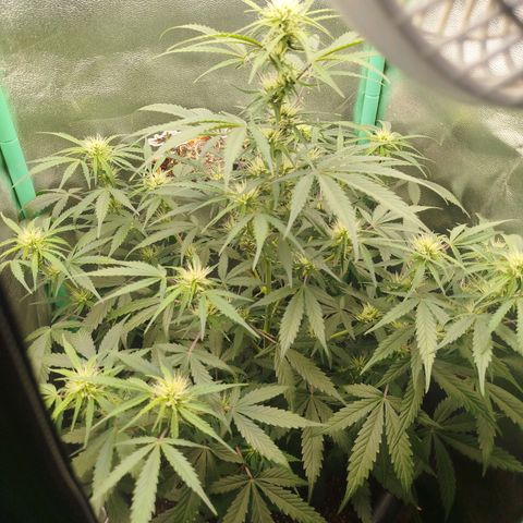 Tangie Auto monsterseeds growlog timeline photo