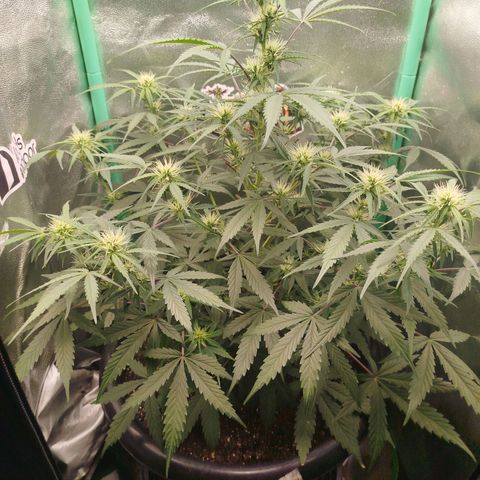 Tangie Auto monsterseeds growlog timeline photo