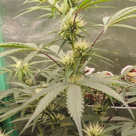 Tangie Auto monsterseeds growlog timeline photo
