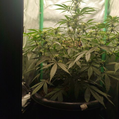 Tangie Auto monsterseeds growlog timeline photo