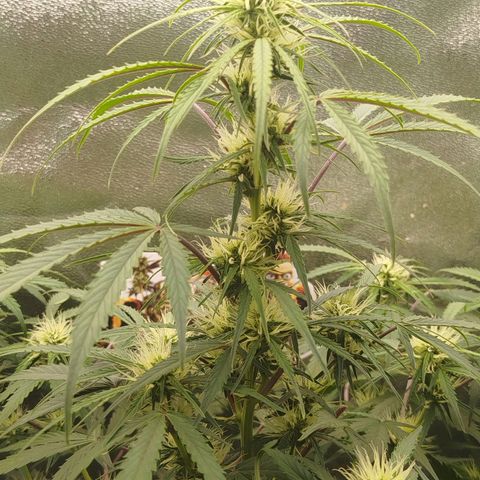 Tangie Auto monsterseeds growlog timeline photo