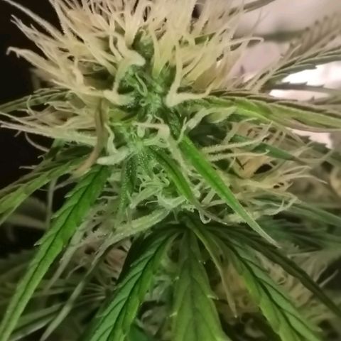 Tangie Auto monsterseeds growlog timeline photo