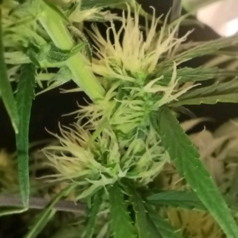 Tangie Auto monsterseeds growlog timeline photo