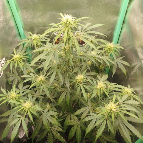 Tangie Auto monsterseeds growlog timeline photo