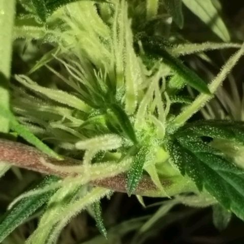 Tangie Auto monsterseeds growlog timeline photo