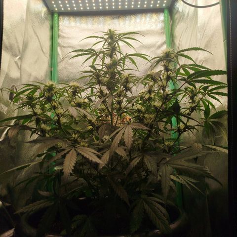 Tangie Auto monsterseeds growlog timeline photo