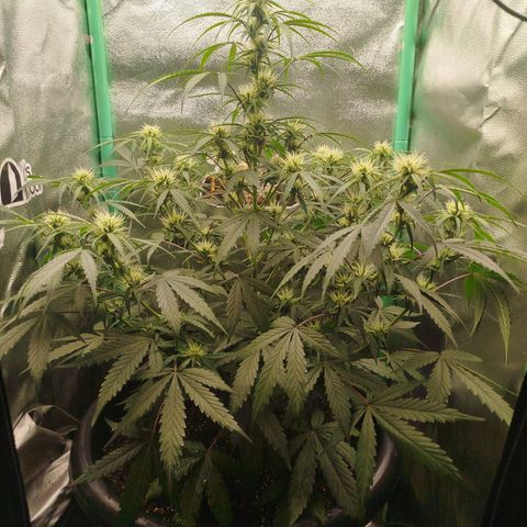 Tangie Auto monsterseeds growlog timeline photo