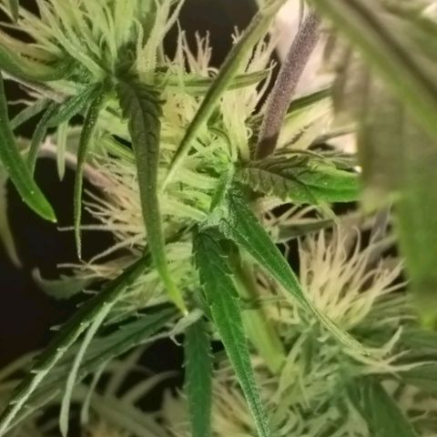Tangie Auto monsterseeds growlog timeline photo