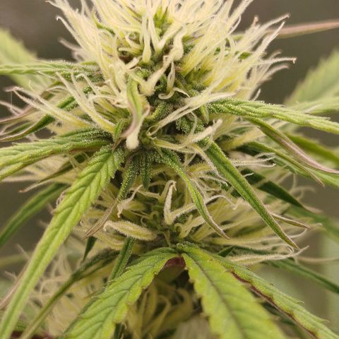Tangie Auto monsterseeds growlog timeline photo