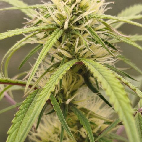 Tangie Auto monsterseeds growlog timeline photo