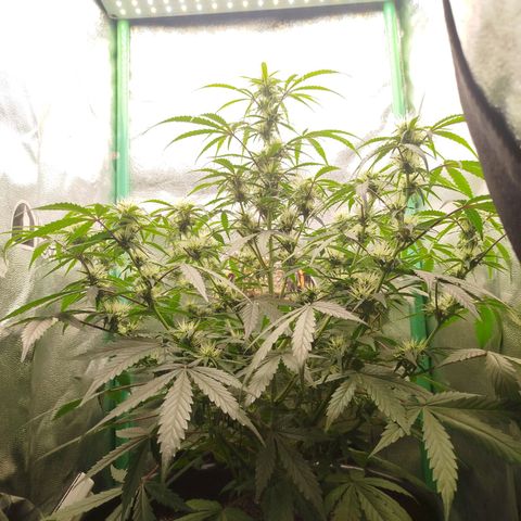 Tangie Auto monsterseeds growlog timeline photo
