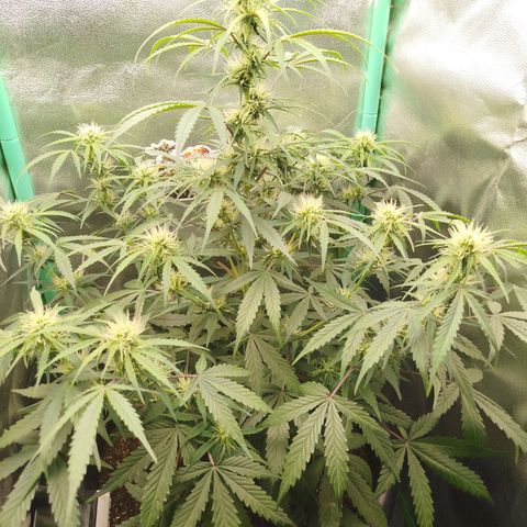 Tangie Auto monsterseeds growlog timeline photo