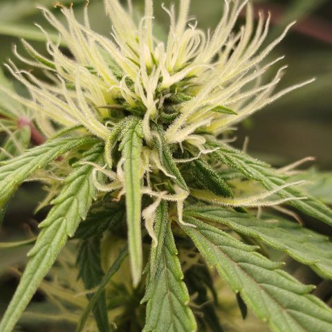 Tangie Auto monsterseeds growlog timeline photo