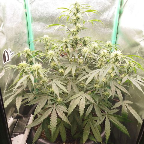 Tangie Auto monsterseeds growlog timeline photo
