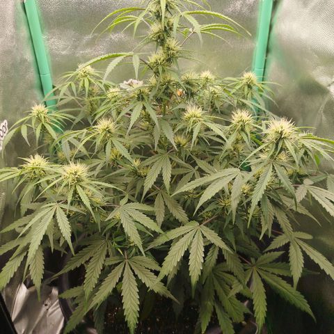 Tangie Auto monsterseeds growlog timeline photo