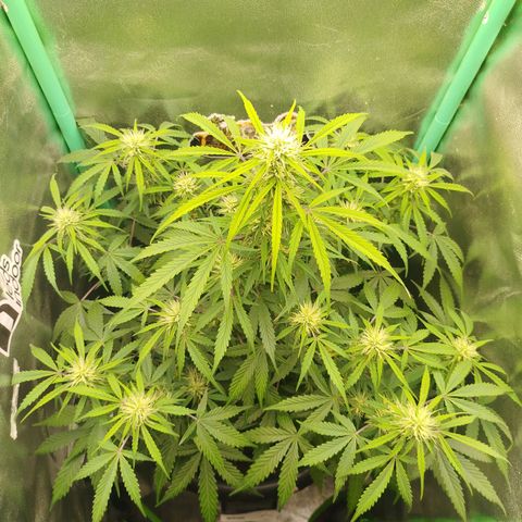 Tangie Auto monsterseeds growlog timeline photo