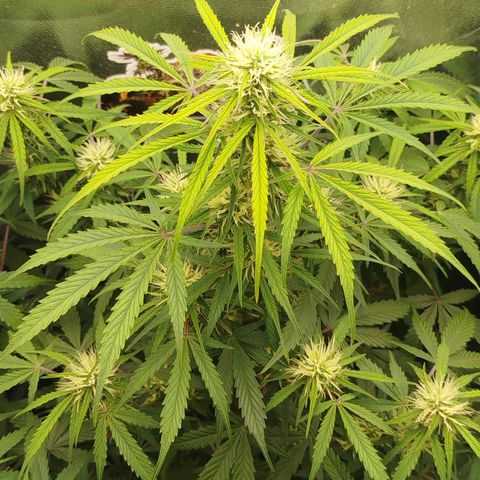 Tangie Auto monsterseeds growlog timeline photo